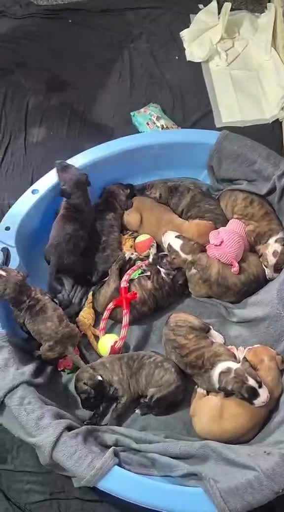 Presa Canario dogs for sale: Presa canario  - Video 1