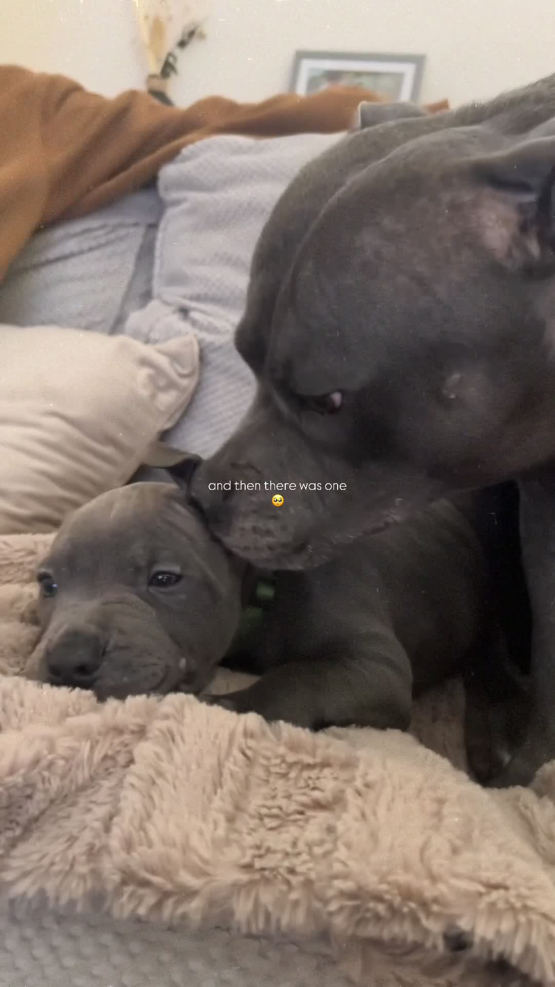 Staffordshire Bull Terrier dogs for sale: ONE GORGEOUS PURE BLUE BOY AVAILABLE  - Video 2