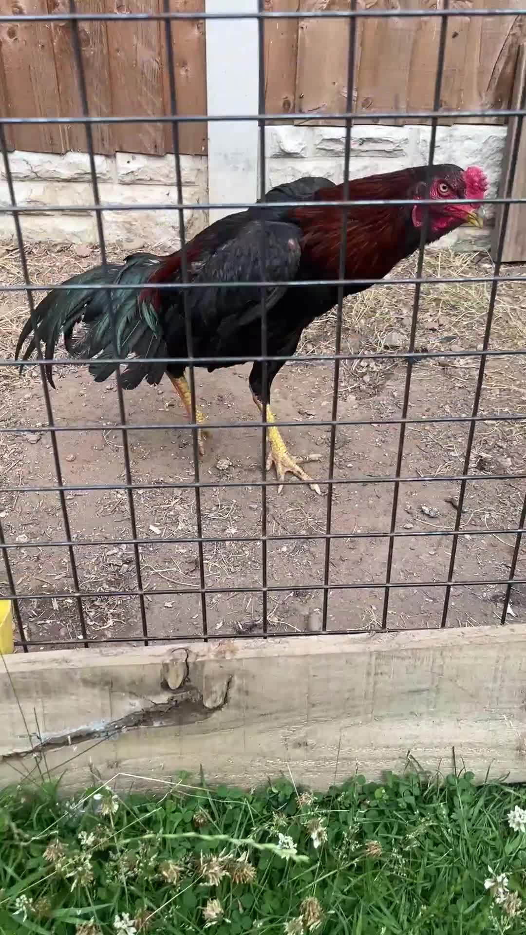 Chickens poultry for sale: Male for sale  - Video 1
