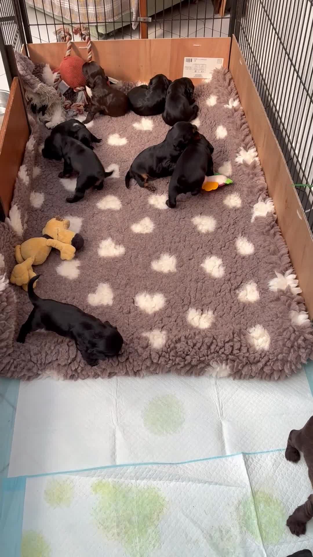 Cocker Spaniel dogs for sale: Show type Cocker Spaniel puppies, both sexes - Video 1
