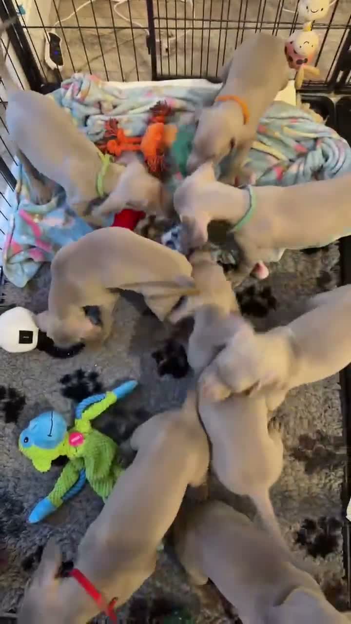 Weimaraner dogs for sale: Gorgeous silver Weimaraner puppies READY SOON !! - Video 1