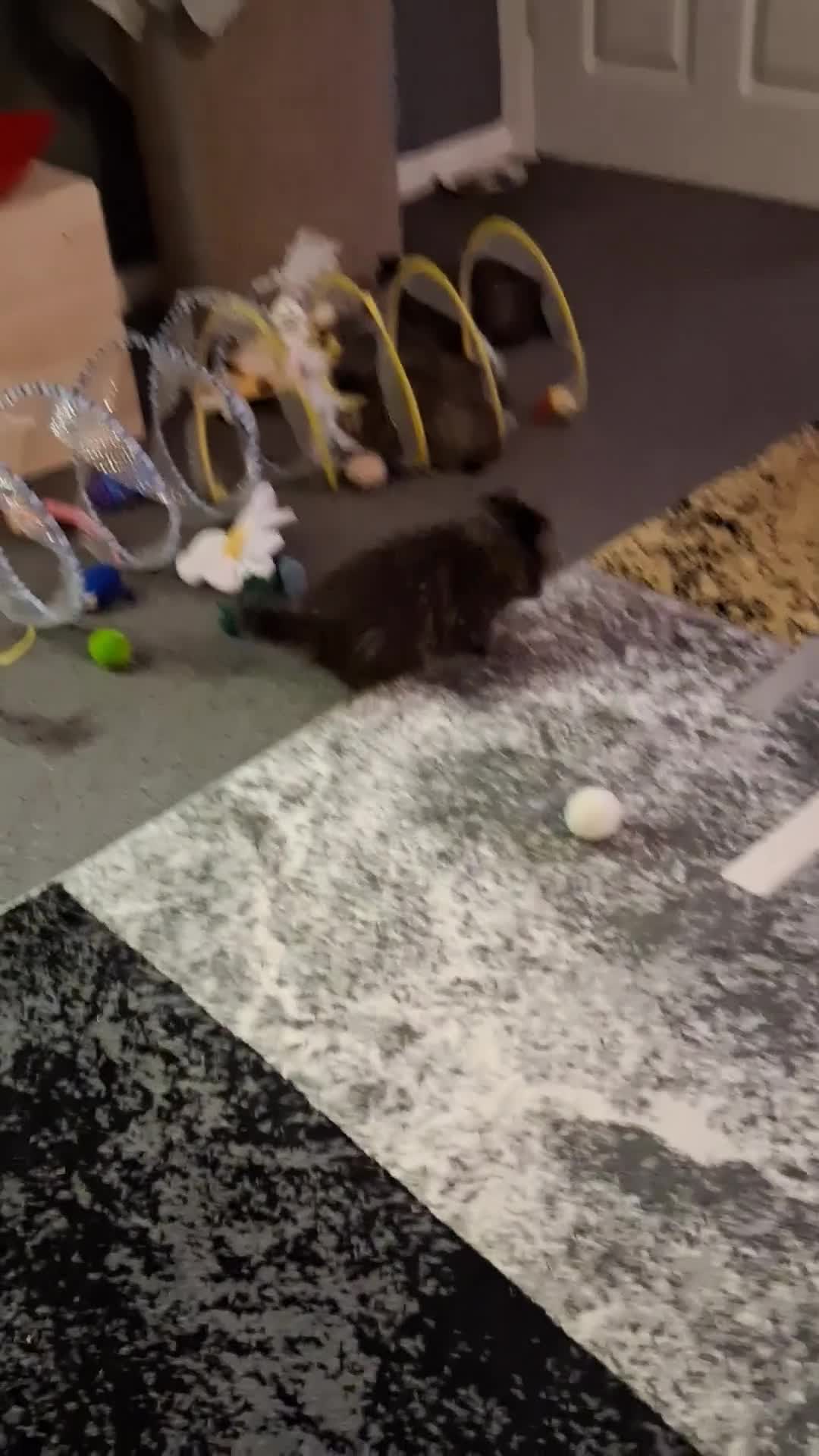 Persian cats for sale: Boys!!!!!Persian golden Chinchillas - Video 1