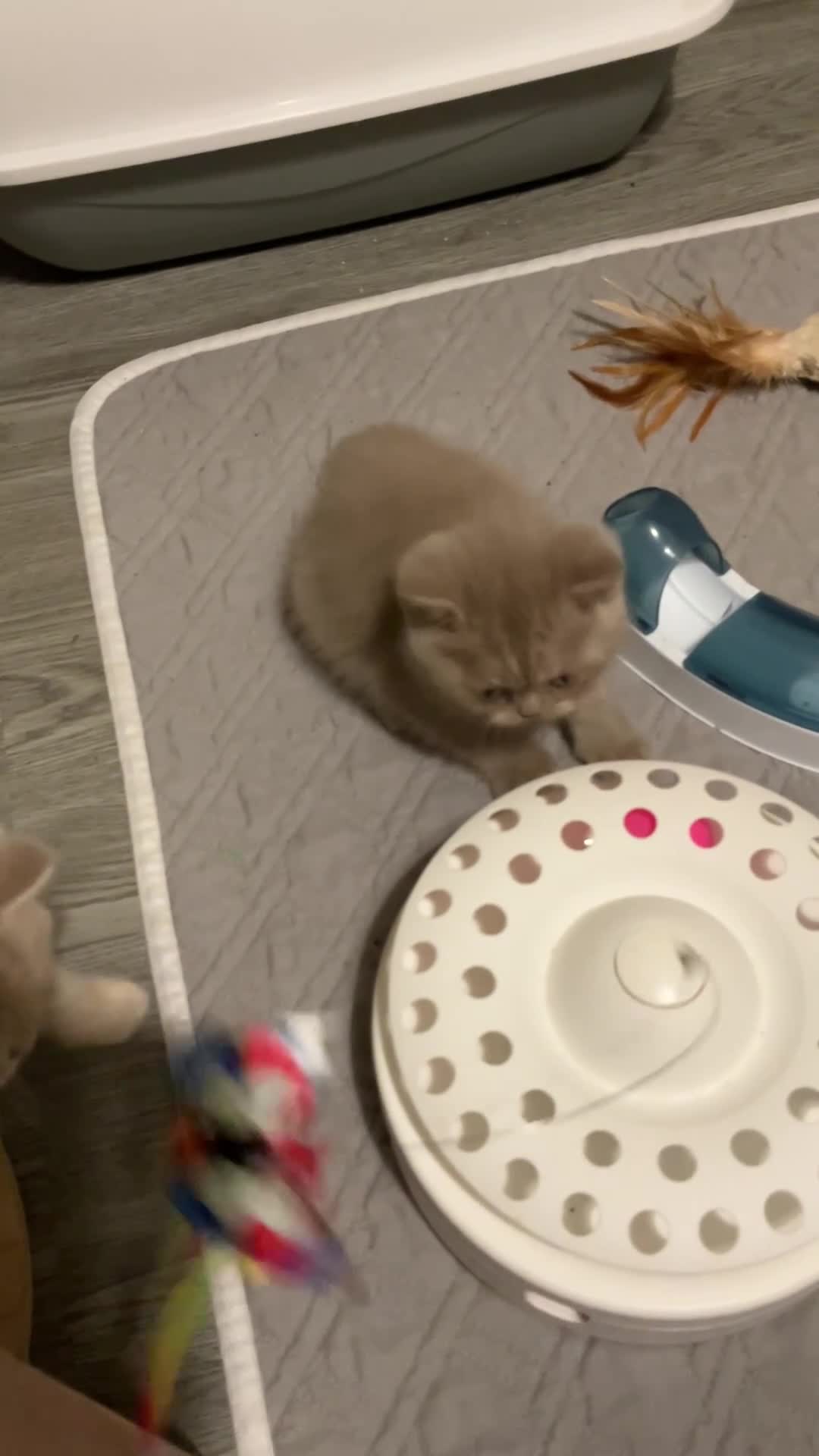 British Shorthair cats for sale: Purebred amazing BSH kittens - Video 1