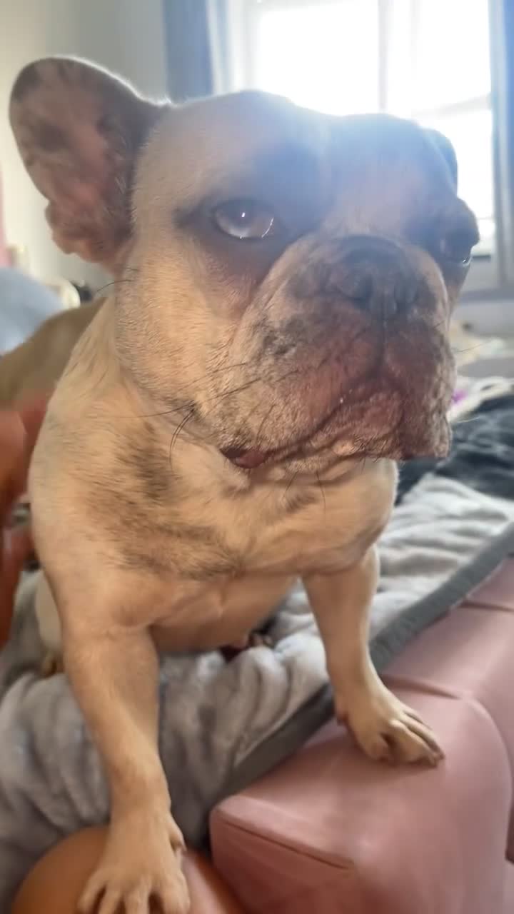 French Bulldog dogs for sale: French bulldog - Video 1