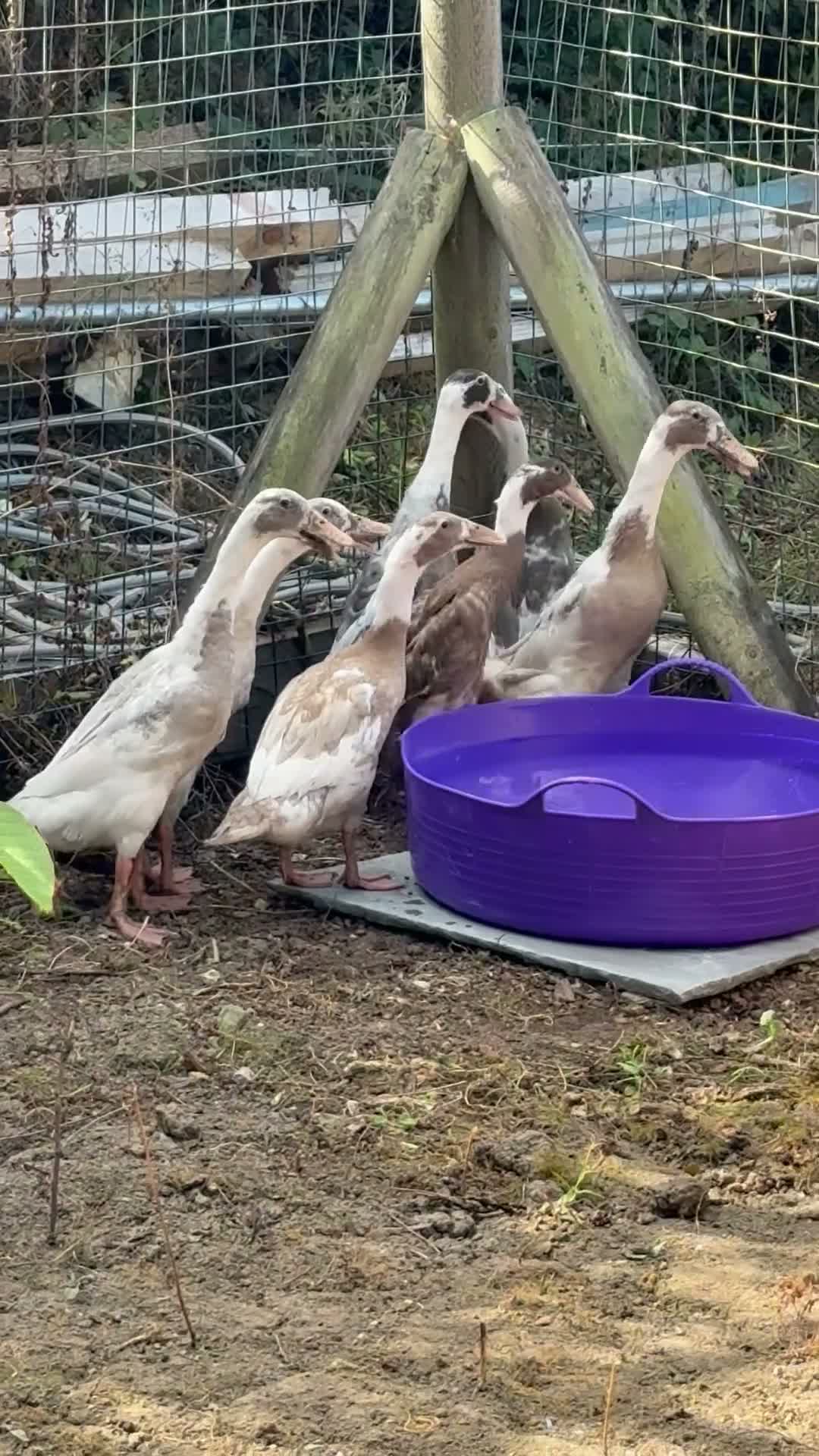 Ducks poultry for sale: Indian Runner Ducks - Video 1