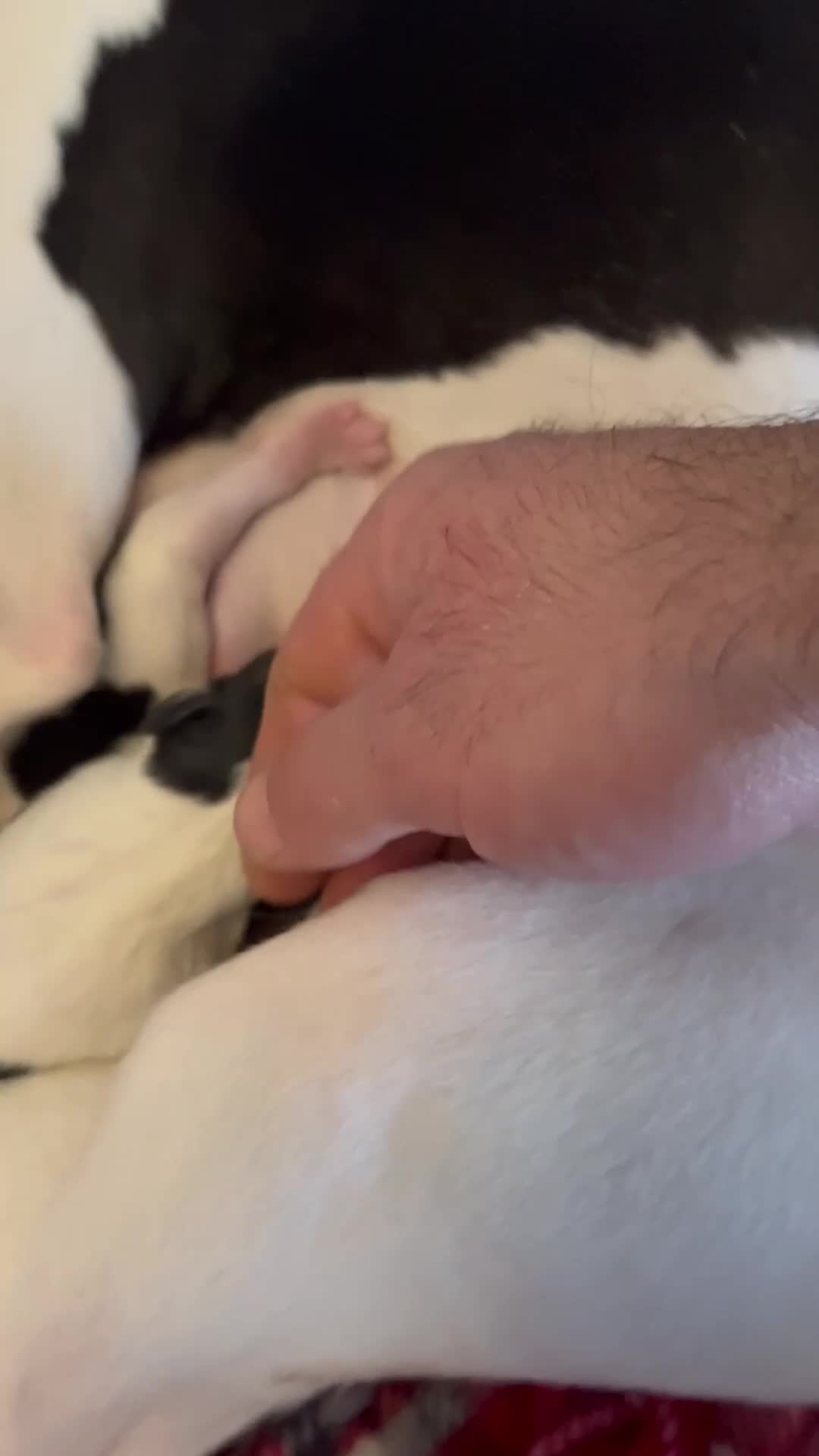 Whippet dogs for sale: Beautiful KC registered whippet puppies  - Video 1