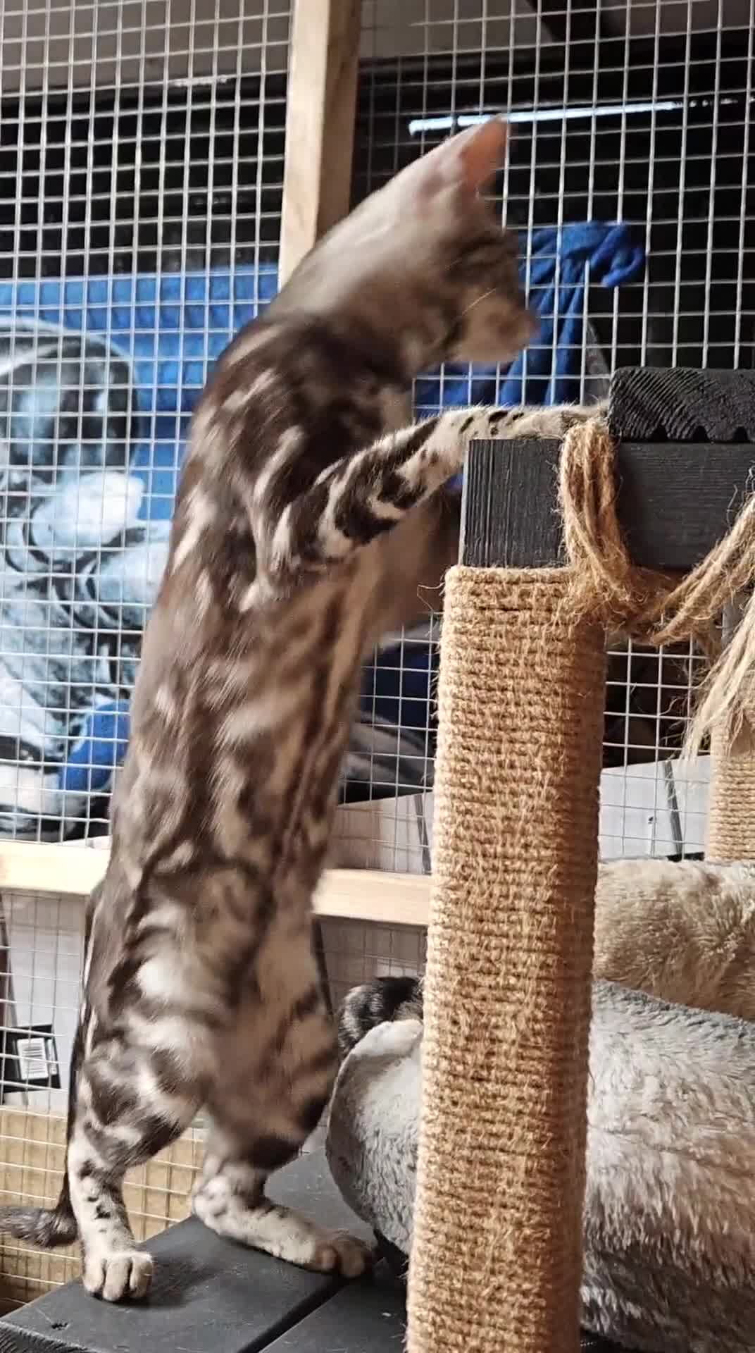 Bengal cats for sale: Sigrid the Viking warrior - Video 2
