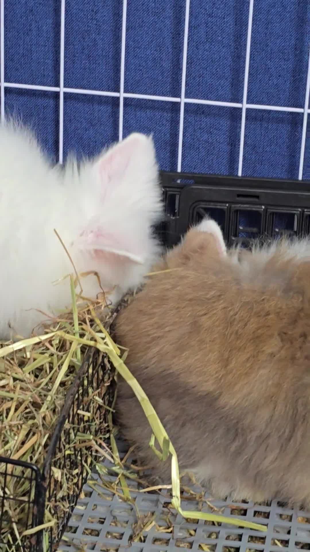 Angora rabbits for sale: Beautiful Teddy Dwergs  - Video 4