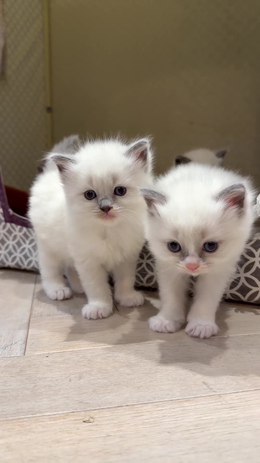 Ragdoll cats for sale: 5 PURE adorable💙💗Ragdolls💗💙ready to leave soon - Video 1