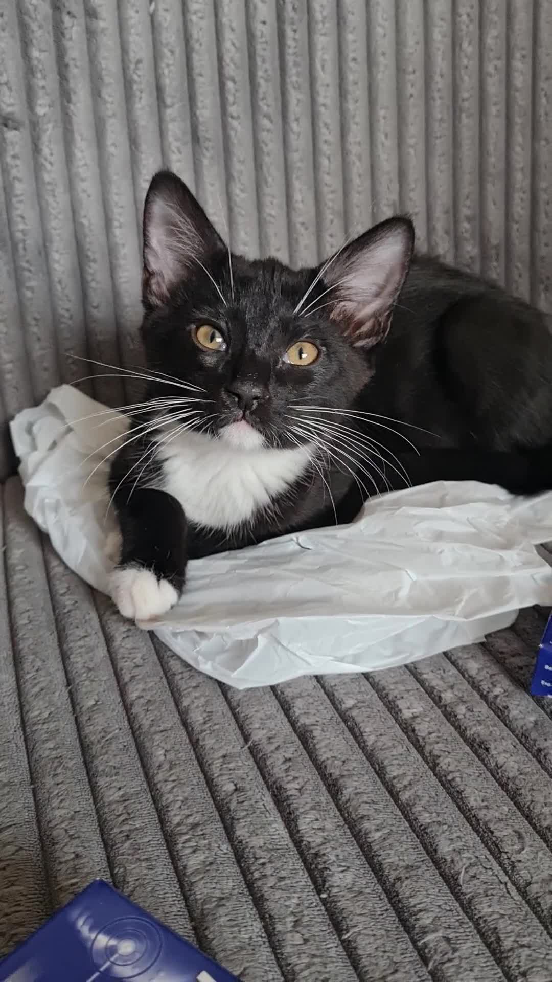 Mixed Breed cats for sale: Wonderful siblings are looking for new homes. in Coventry - Video 1