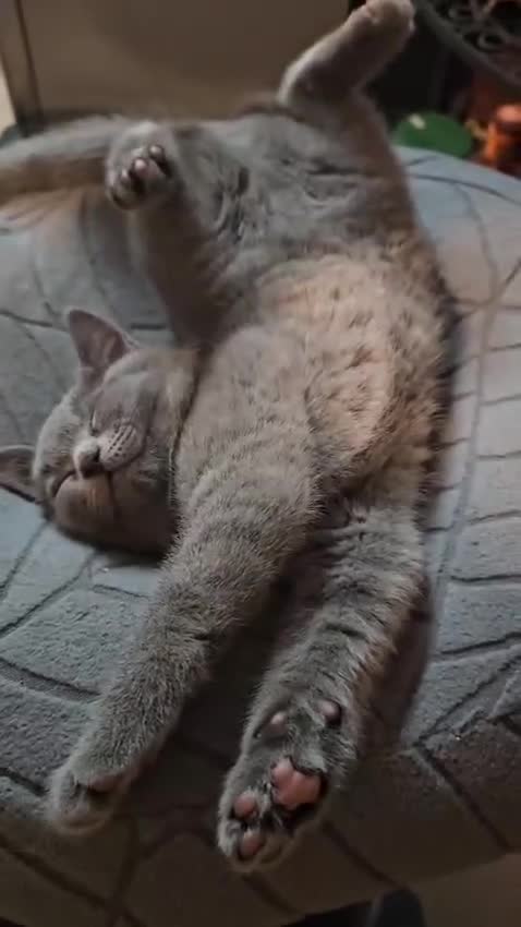 Russian Blue cats for sale: Pure Russian blue kittens. READY TO LEAVE  - Video 3