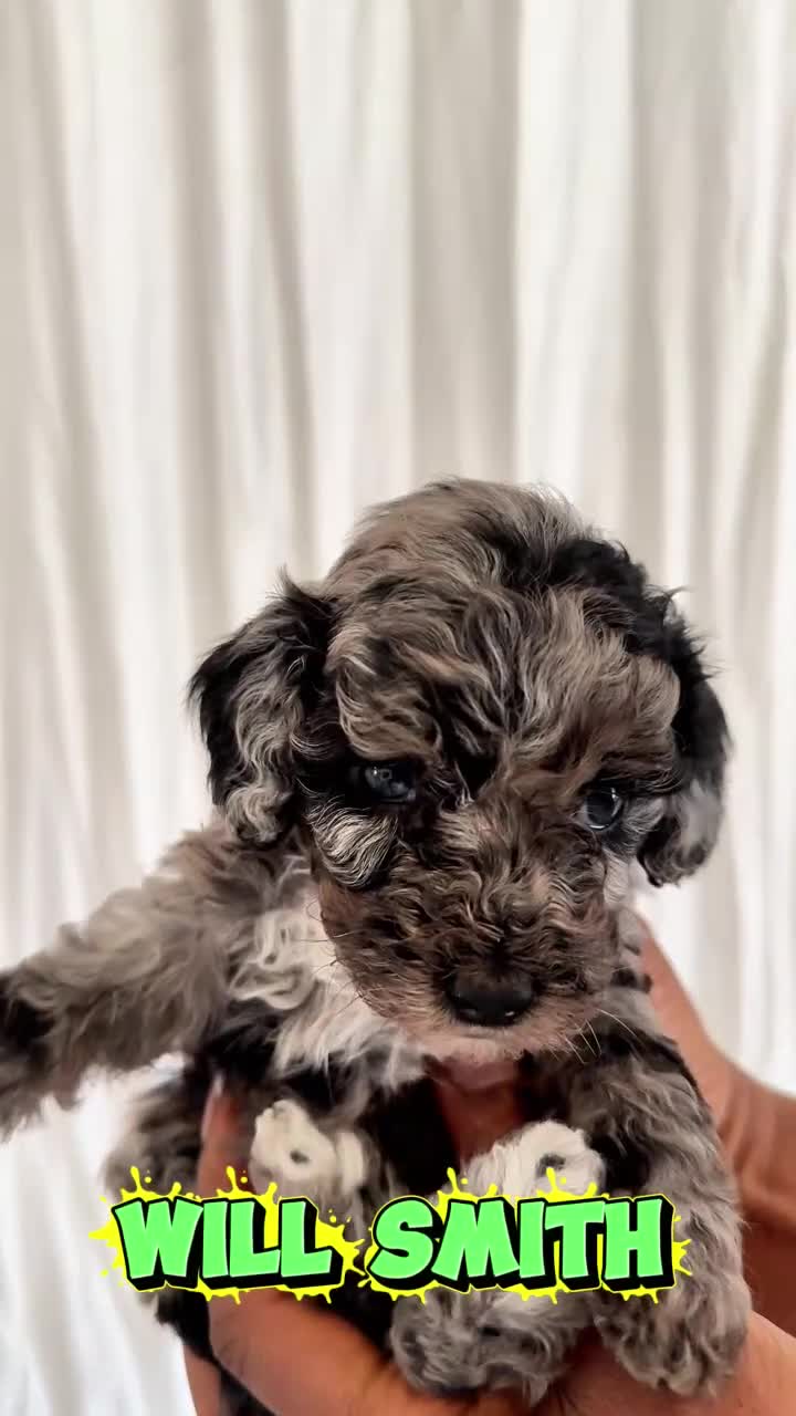 Cavapoo dogs for sale: Luxury Teddy Toy Cavapoos DNA Tested - Video 1