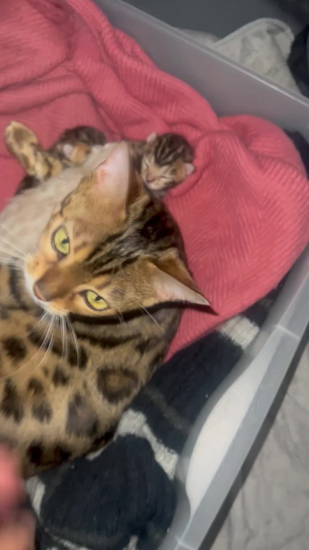 Bengal cats for sale: Pure Bengal Kittens  - Video 1