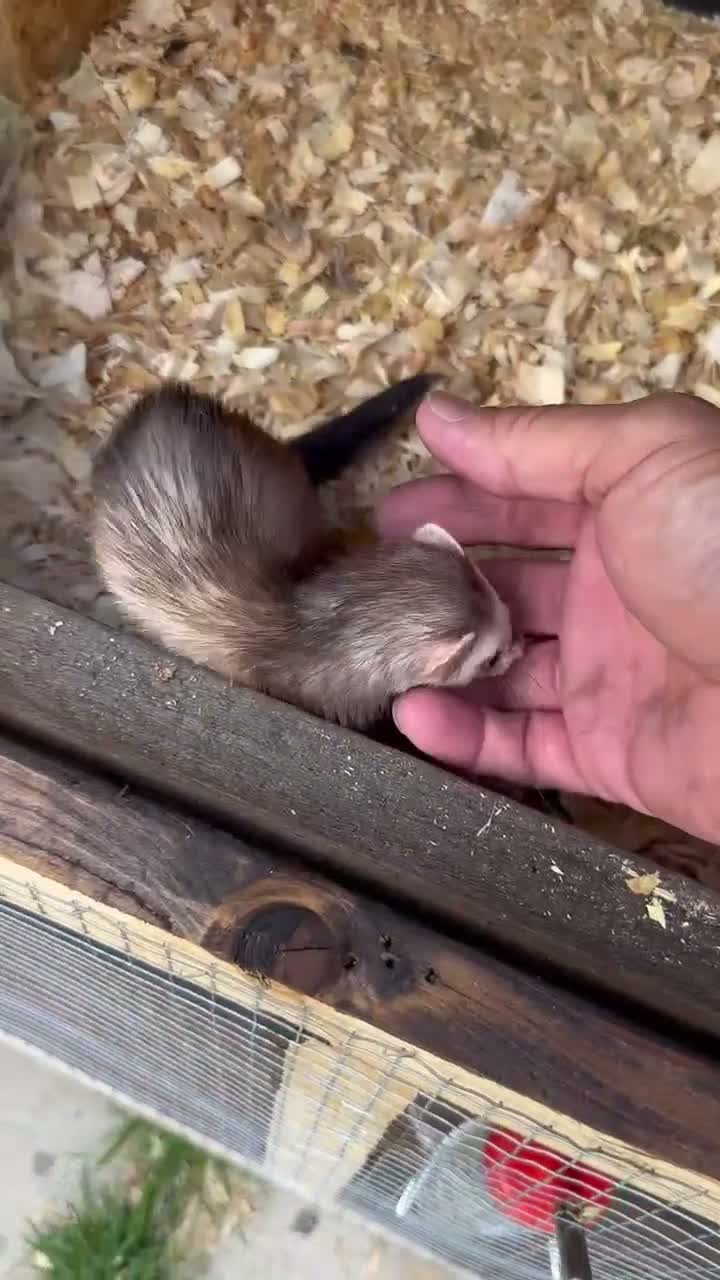 Ferret rodents for sale:  micro ferrets  - Video 2