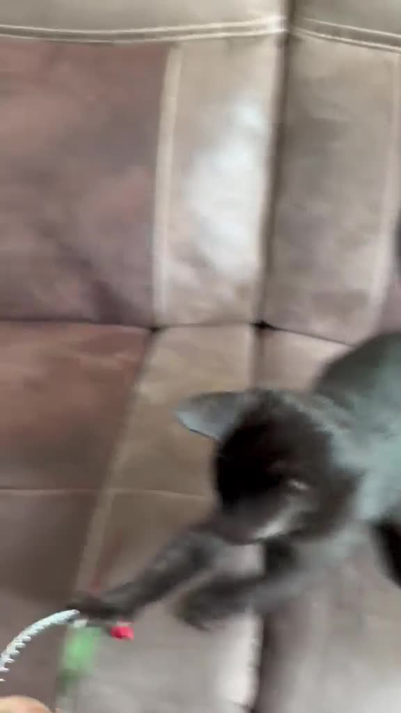 Mixed Breed cats for sale: Maine coon cross tabby mixed kittens - Video 1