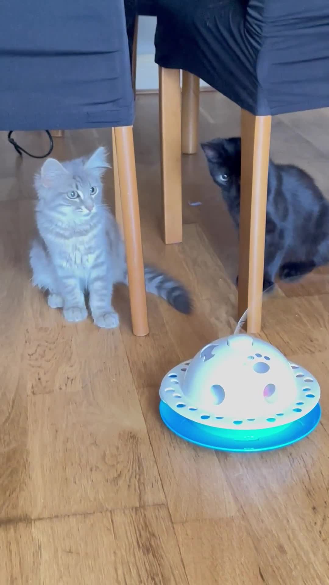 Mixed Breed cats for sale: Adorable kitties ready to go.  - Video 2
