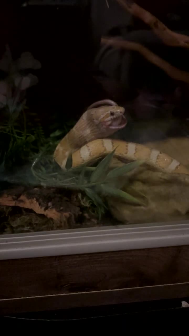 Corn Snake reptiles for sale: Corn snake for sale - Video 3