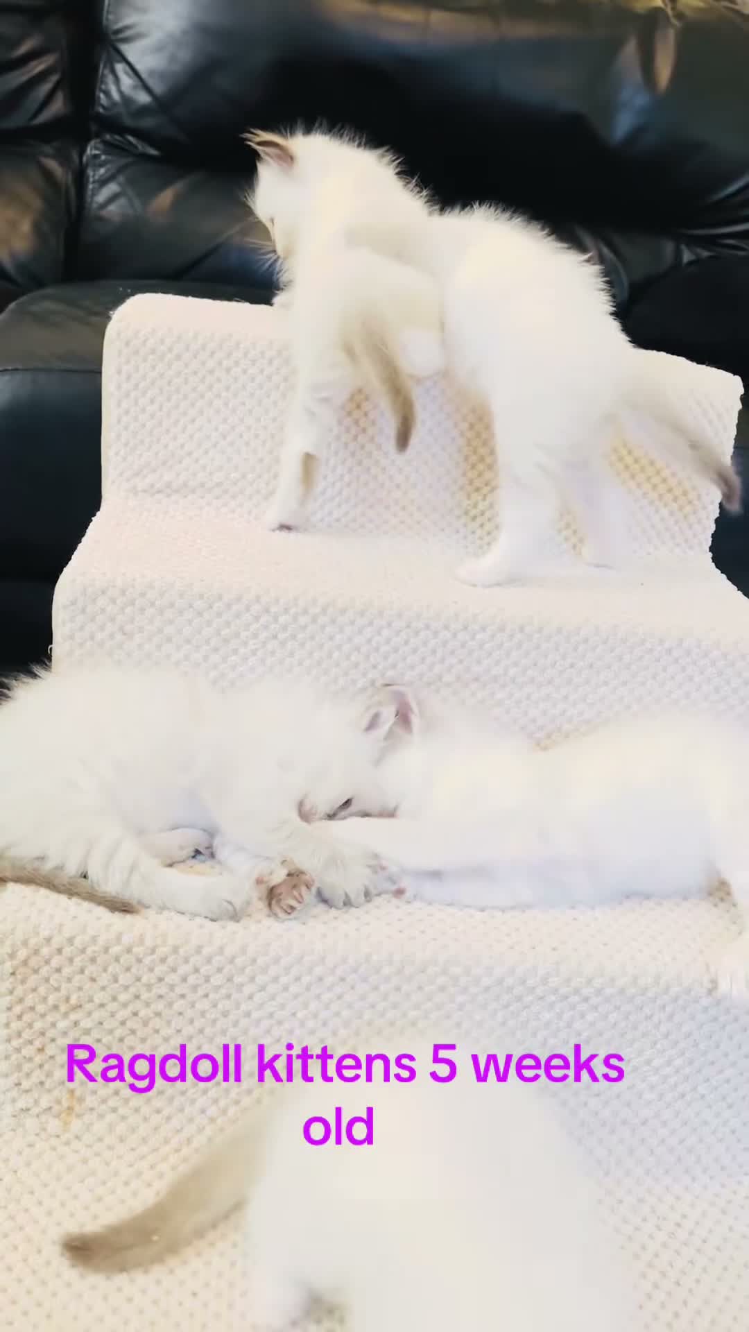 Ragdoll cats for sale: GCCF Registered Ragdolls - Video 1