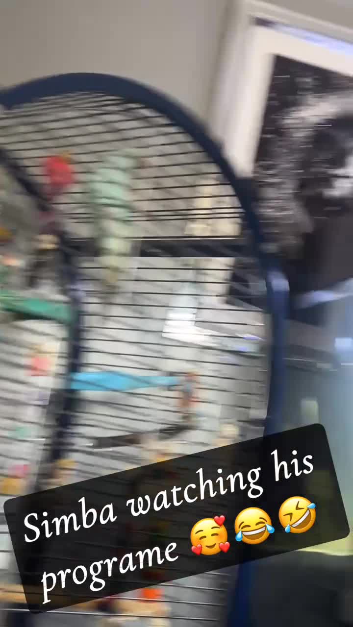 Ringnecks birds for sale: 1 year old talking male indian ringneck - Video 2