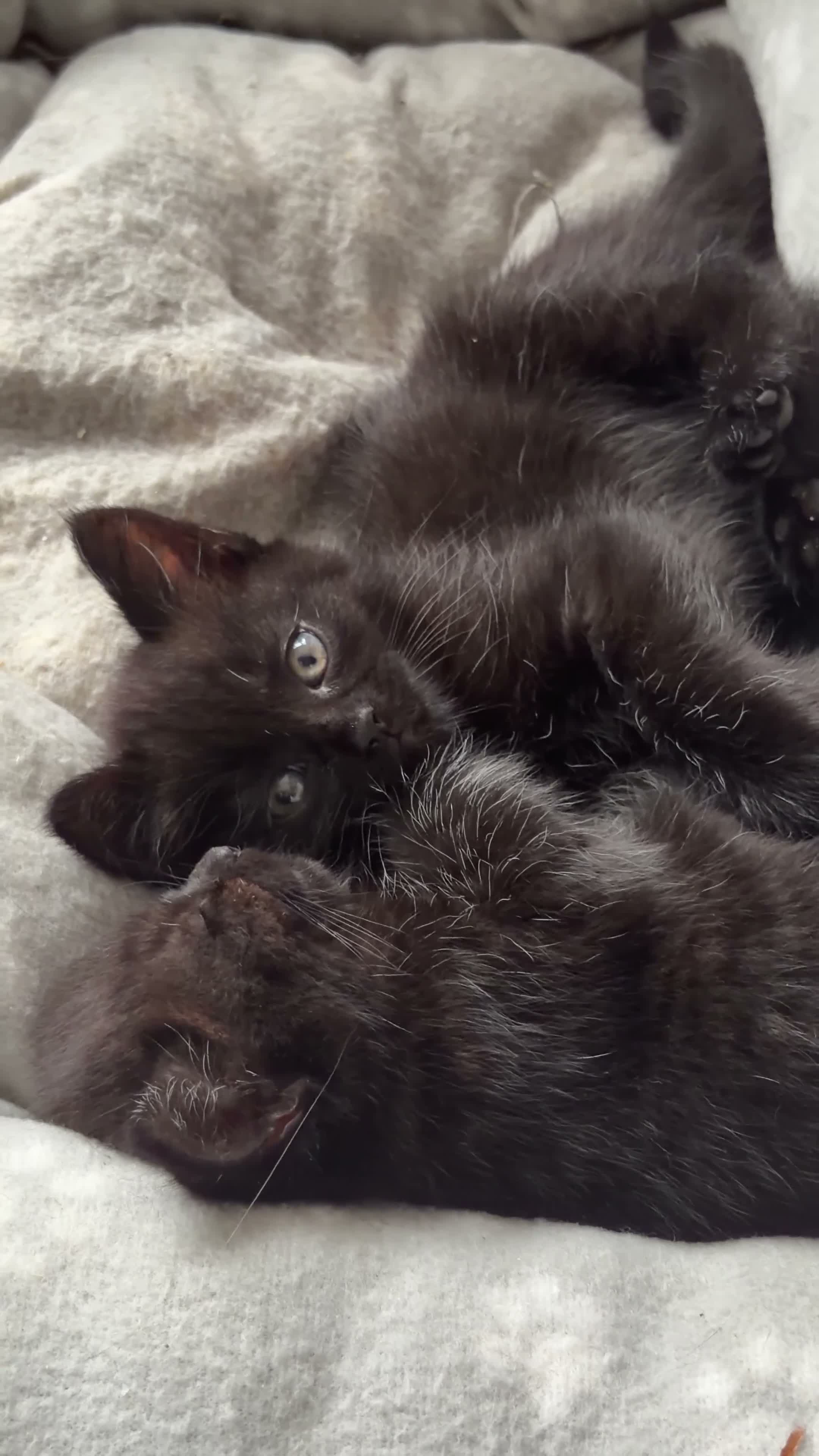 Persian cats for sale: Black miniature long haired Persian mixed kittens in Liverpool - Video 2