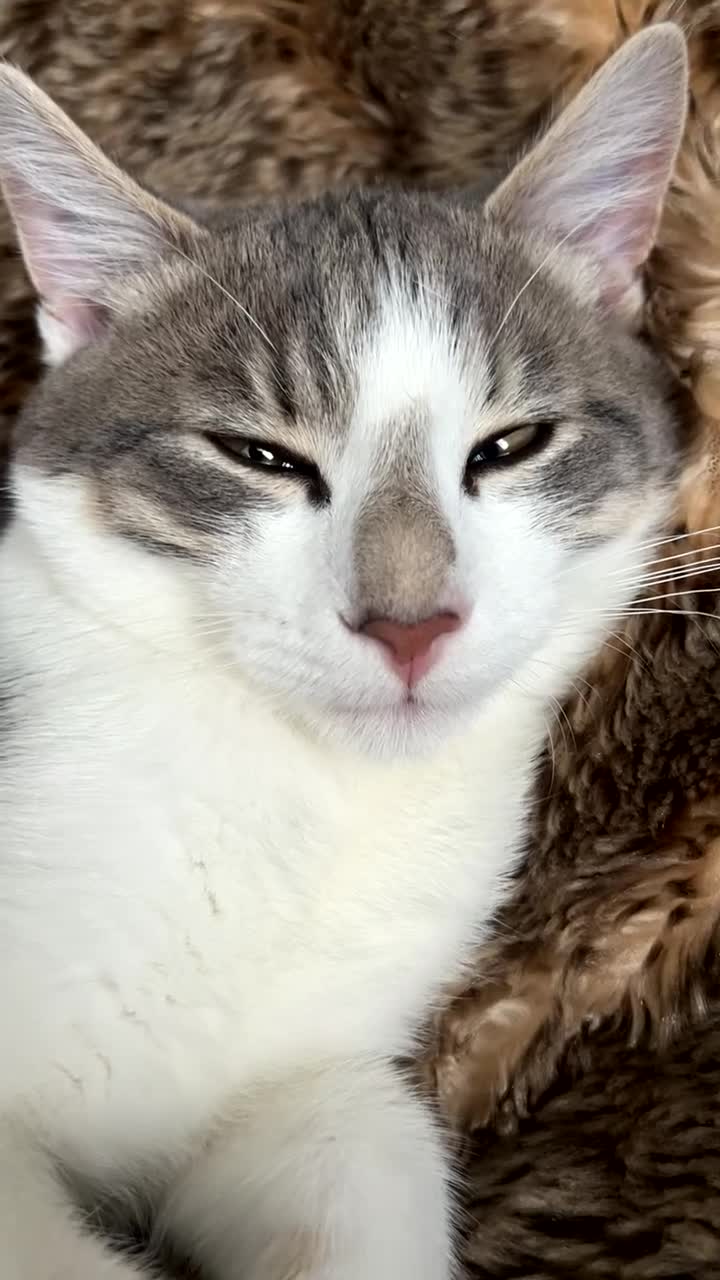 Domestic Shorthair cats for sale: Milo  - Video 1
