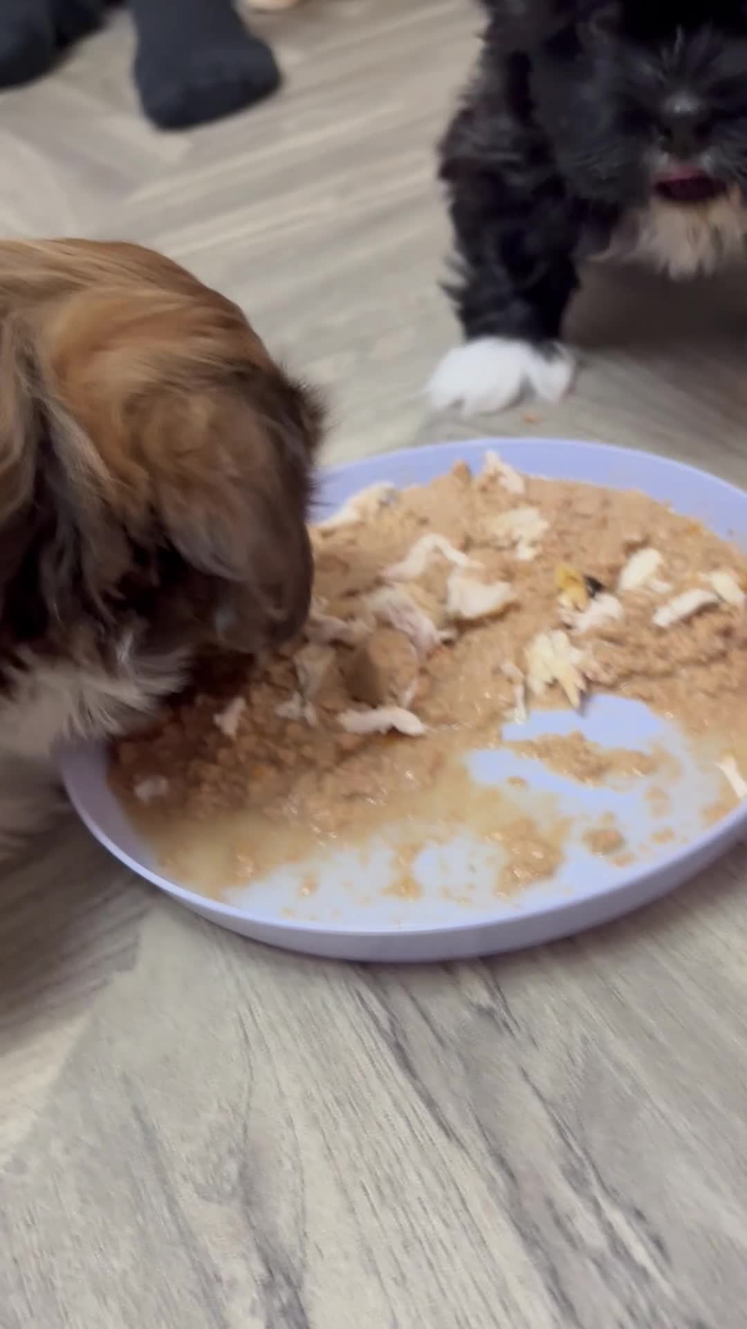Shih Tzu dogs for sale: Stunning Shih Tzu puppies - Video 1