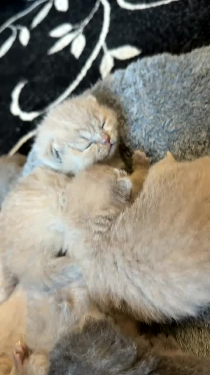 British Shorthair cats for sale: British Shorthair kittens  - Video 3
