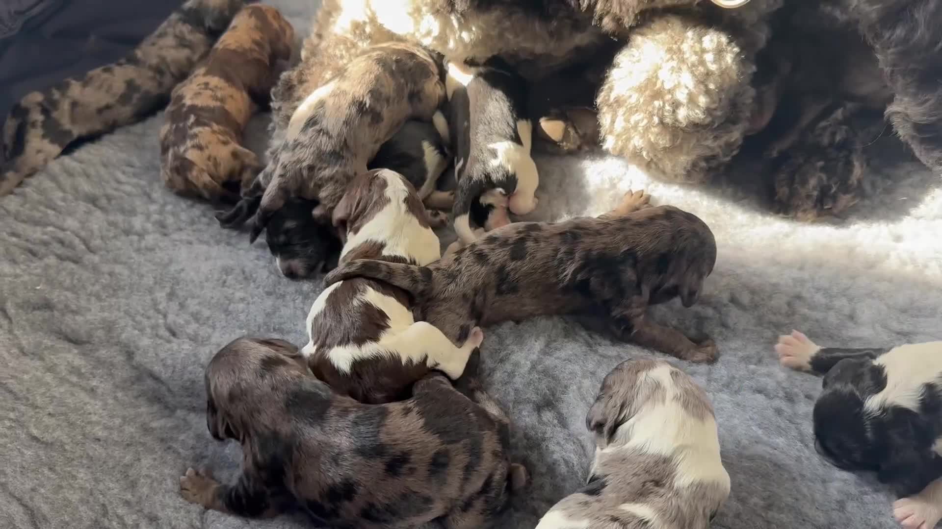 Cockapoo dogs for sale: PRICE REDUCED - READY NOW Chunky Parti Cockapoos in Milton Keynes - Video 1
