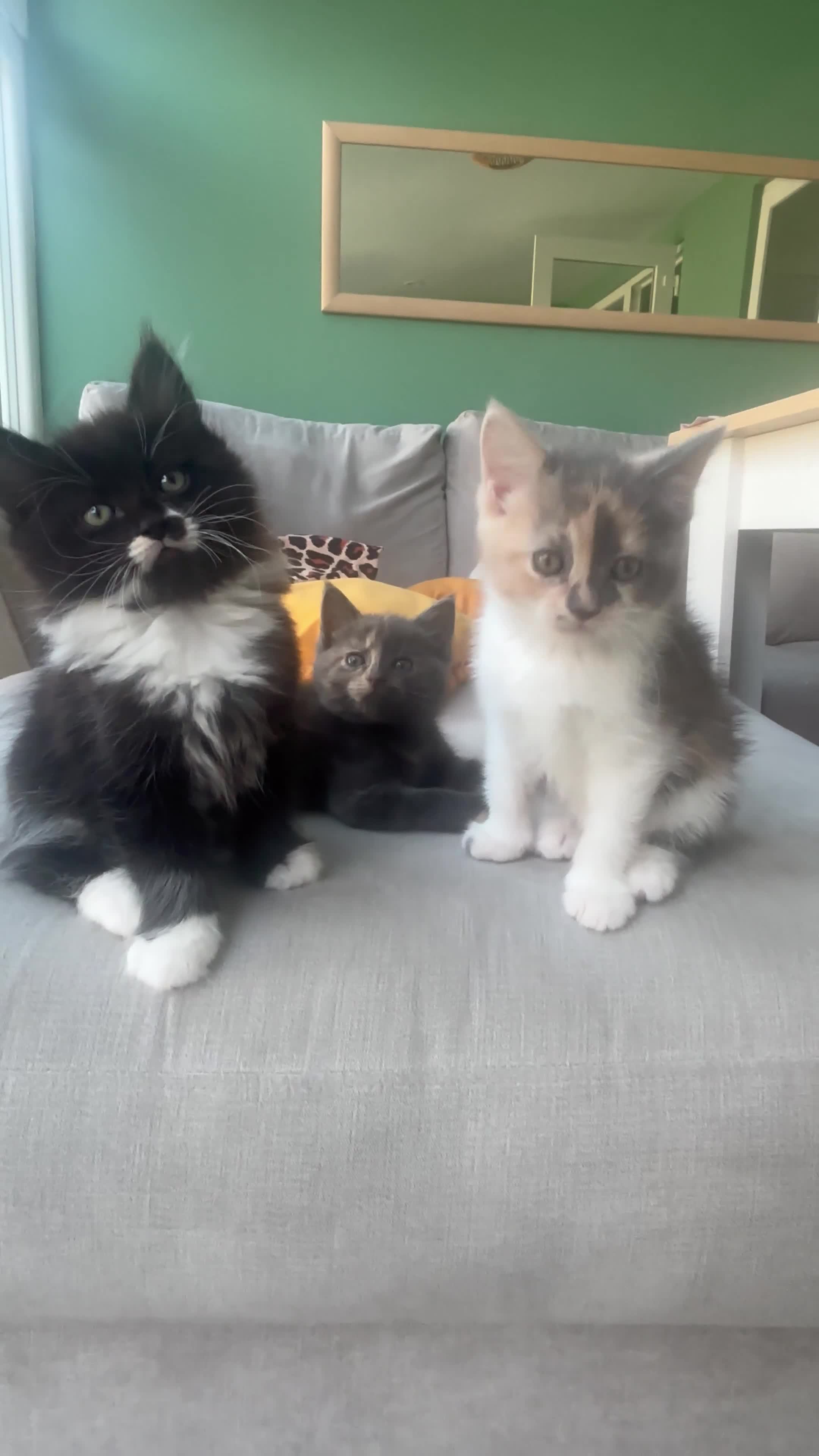 Mixed Breed cats for sale: Gorgeous kittens looking for their forever homes - Video 1