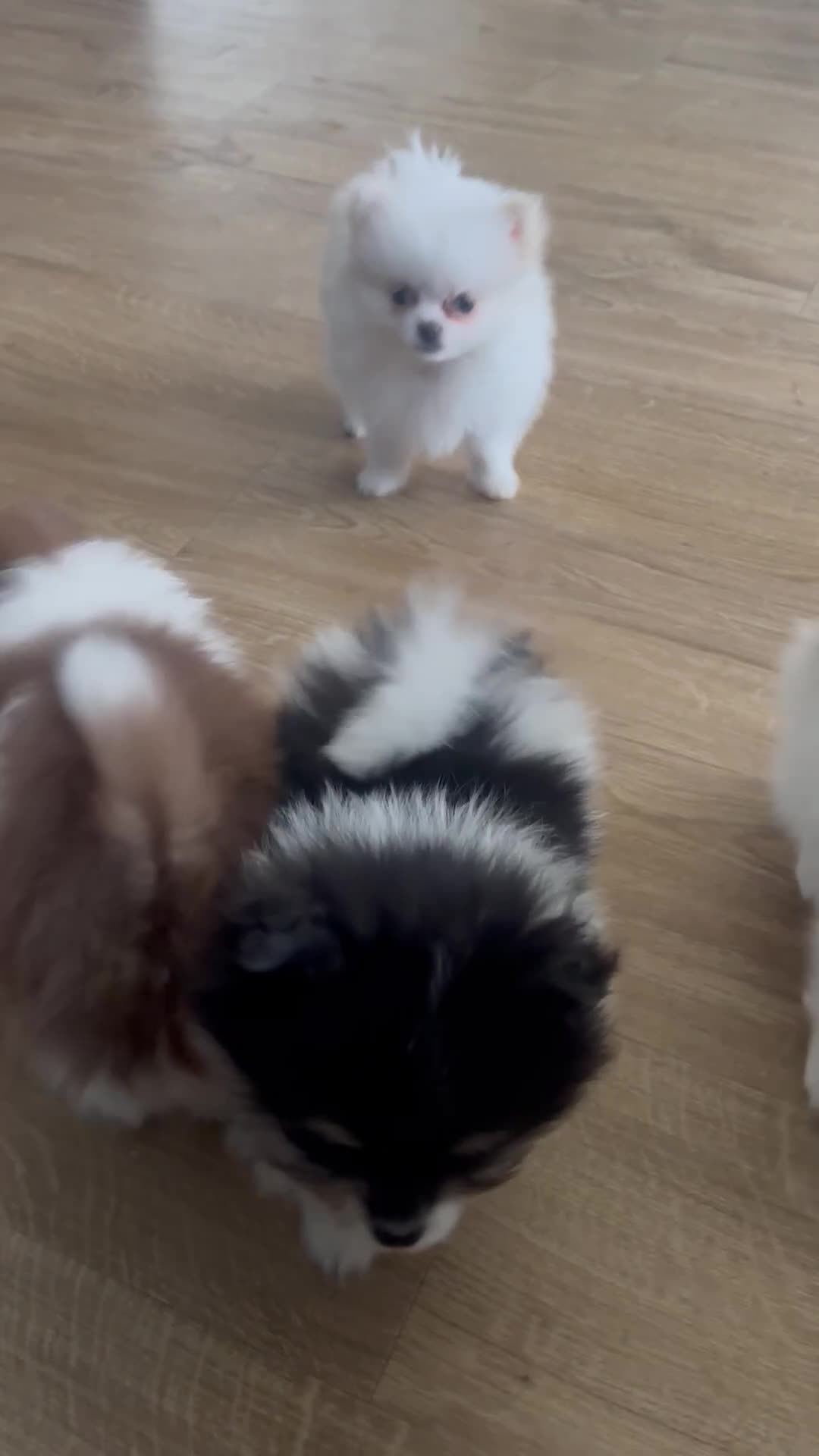 Pomeranian dogs for sale: Rare Colour Pomeranians | Blue & Green Eyes - Video 1