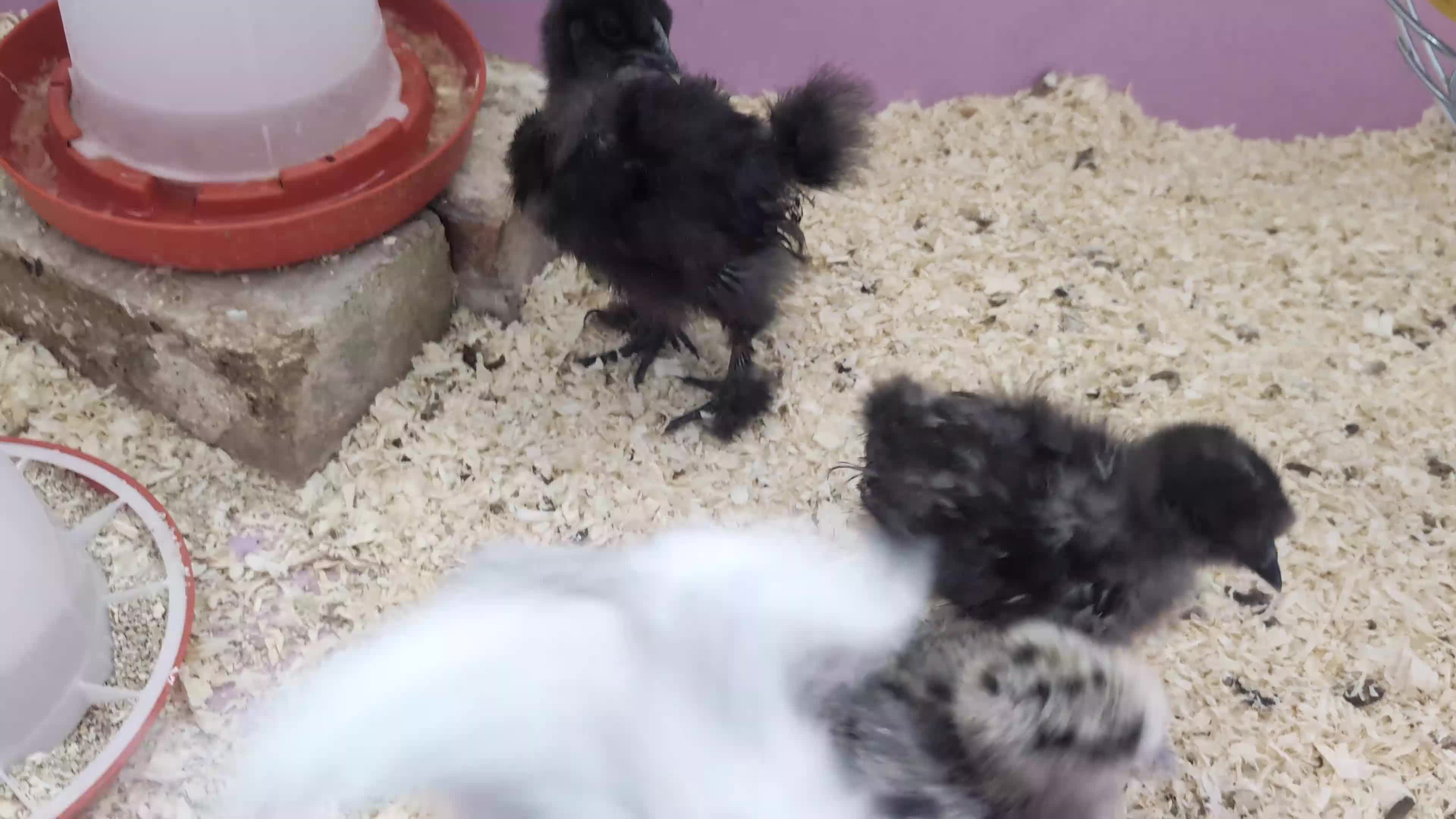 Chickens poultry for sale: 4x 5-6 week old Silkies looking for their home.  - Video 1