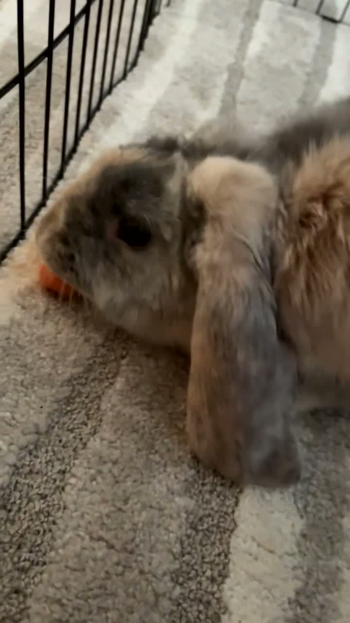 English Lop rabbits for sale: Merl English lop - Video 3