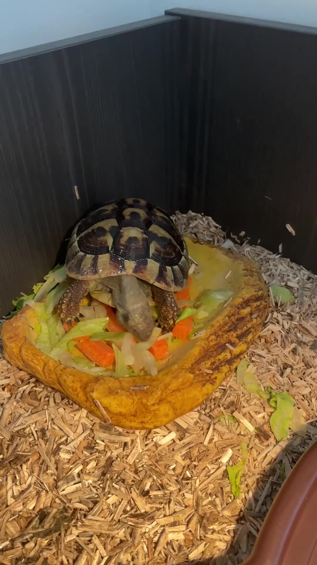 Hermann Tortoise reptiles for sale: Female tortoise  - Video 1