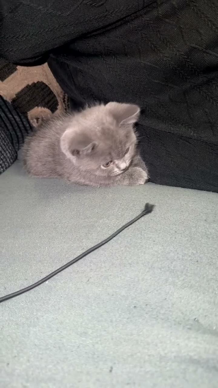 British Shorthair cats for sale: 9 week old Kitten - Video 1
