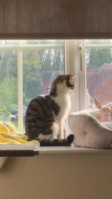 Domestic Shorthair cats for sale: Two Bonded Siblings for Sale - Video 1