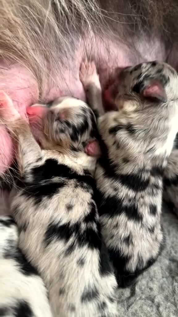 Australian Shepherd dogs for sale: Beautiful Australian Shepherds  - Video 1