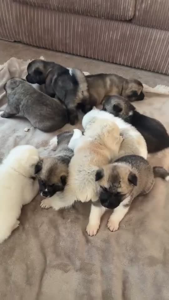Akita dogs for sale: Akita pups  in Leek - Video 1