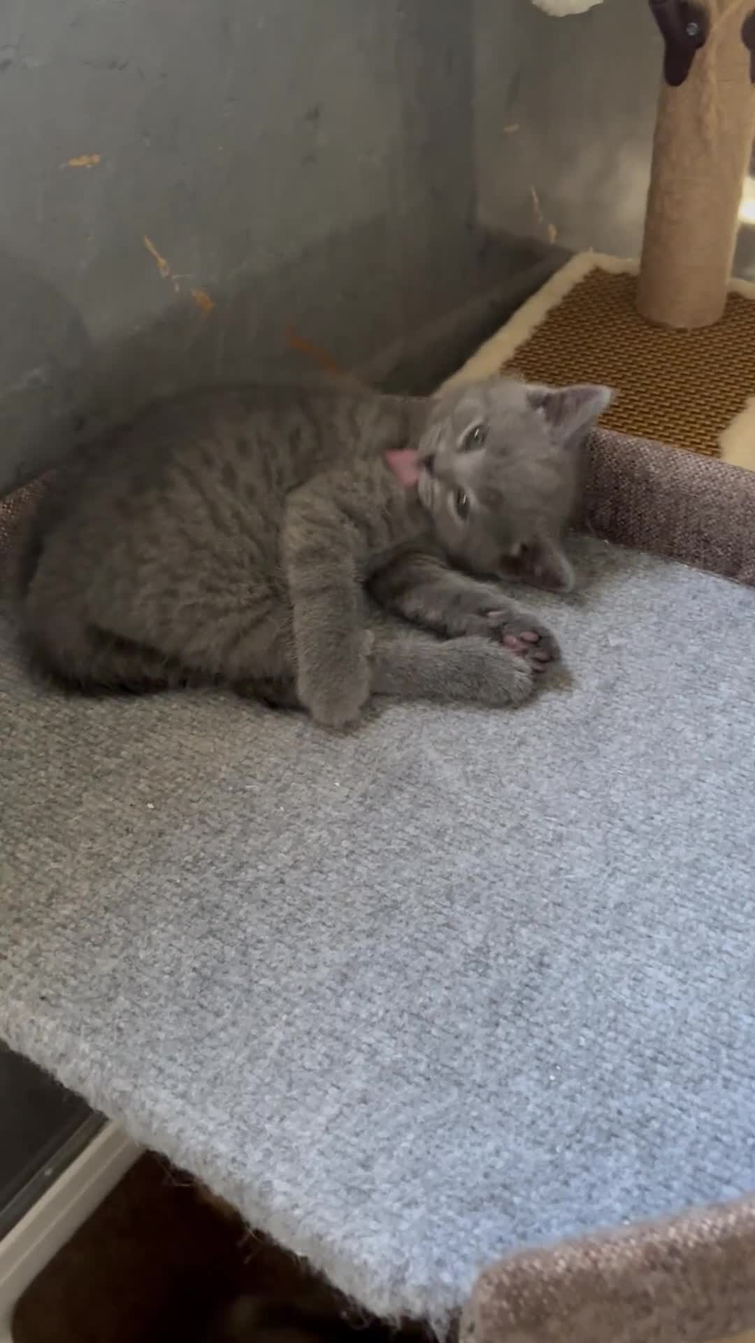Scottish Fold cats for sale: 🐾4 Beautiful Scottish Fold Kittens🐾 - Video 5
