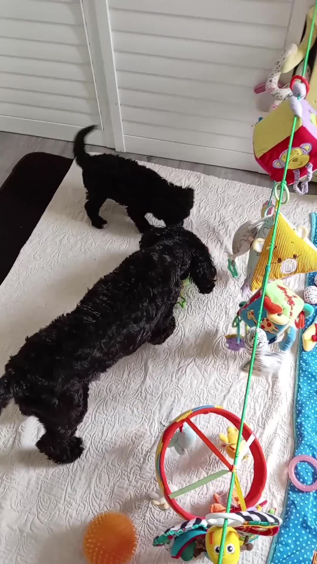 Cockapoo dogs for sale: The Last Boy Cockapoo - Video 1