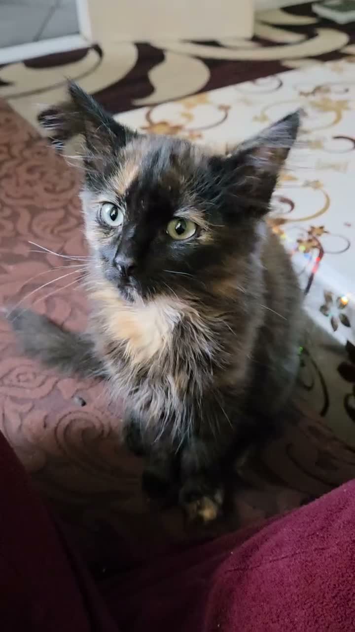 Mixed Breed cats for sale: Bella - Video 1