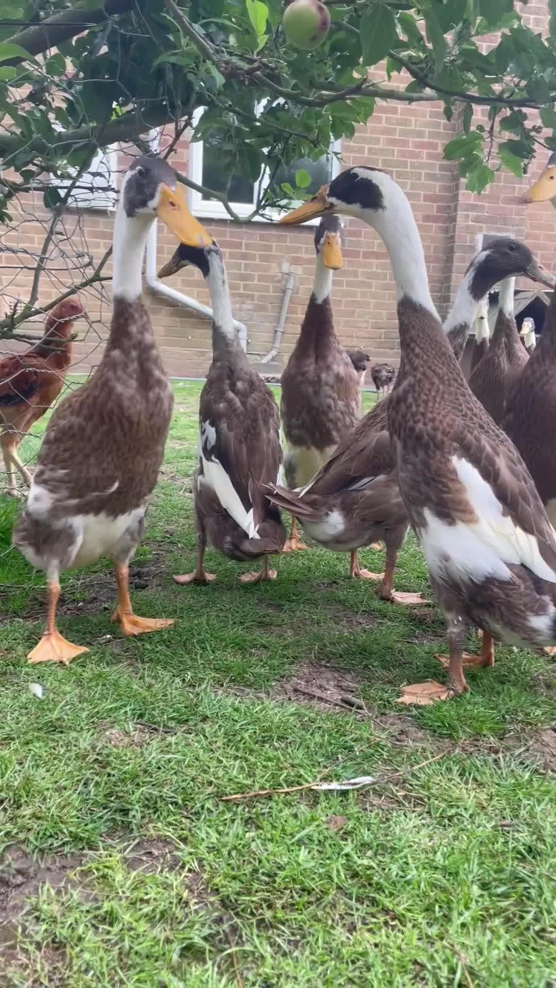 Ducks poultry for sale: Stunning fawn and white runner ducks  - Video 1