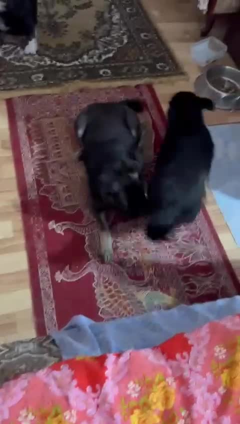 Mixed Breed dogs for adoption: 🐾🌼 MIA – The Little Railway Survivor 🌼🐾 - Video 1