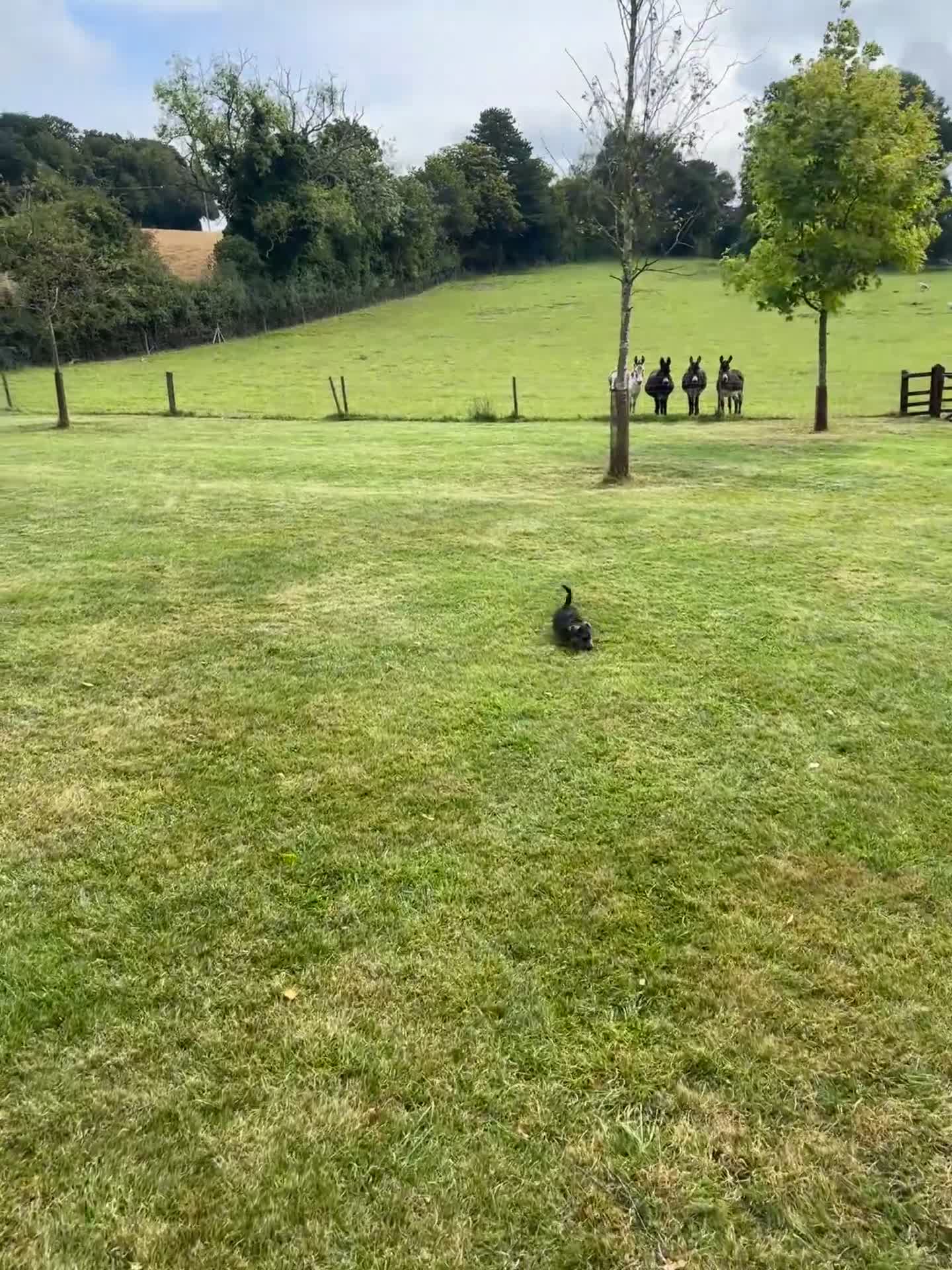 Jack Russell dogs for stud: Dog for stud  in Great Missenden - Video 5