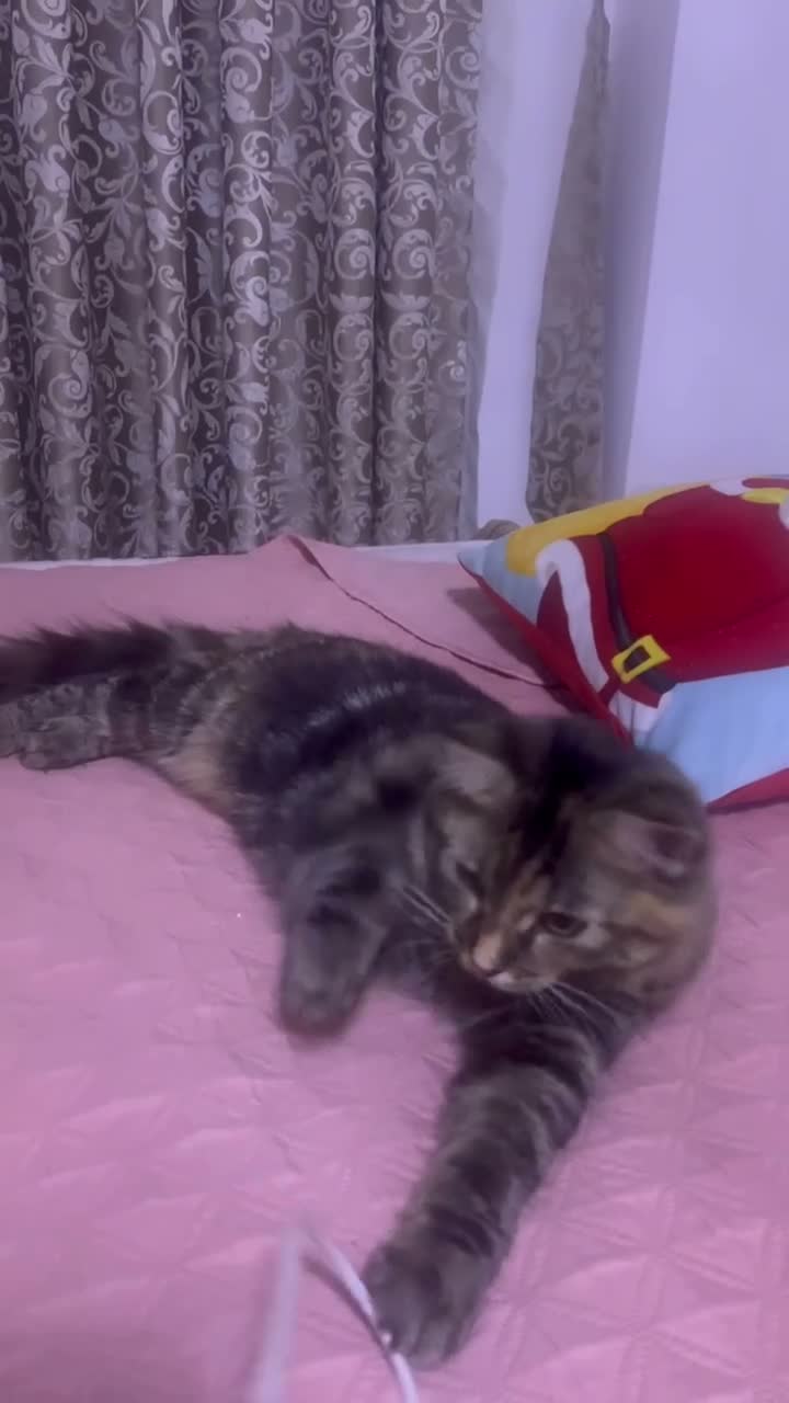 British Longhair cats for sale: Long hair and short hair tabby! - Video 1
