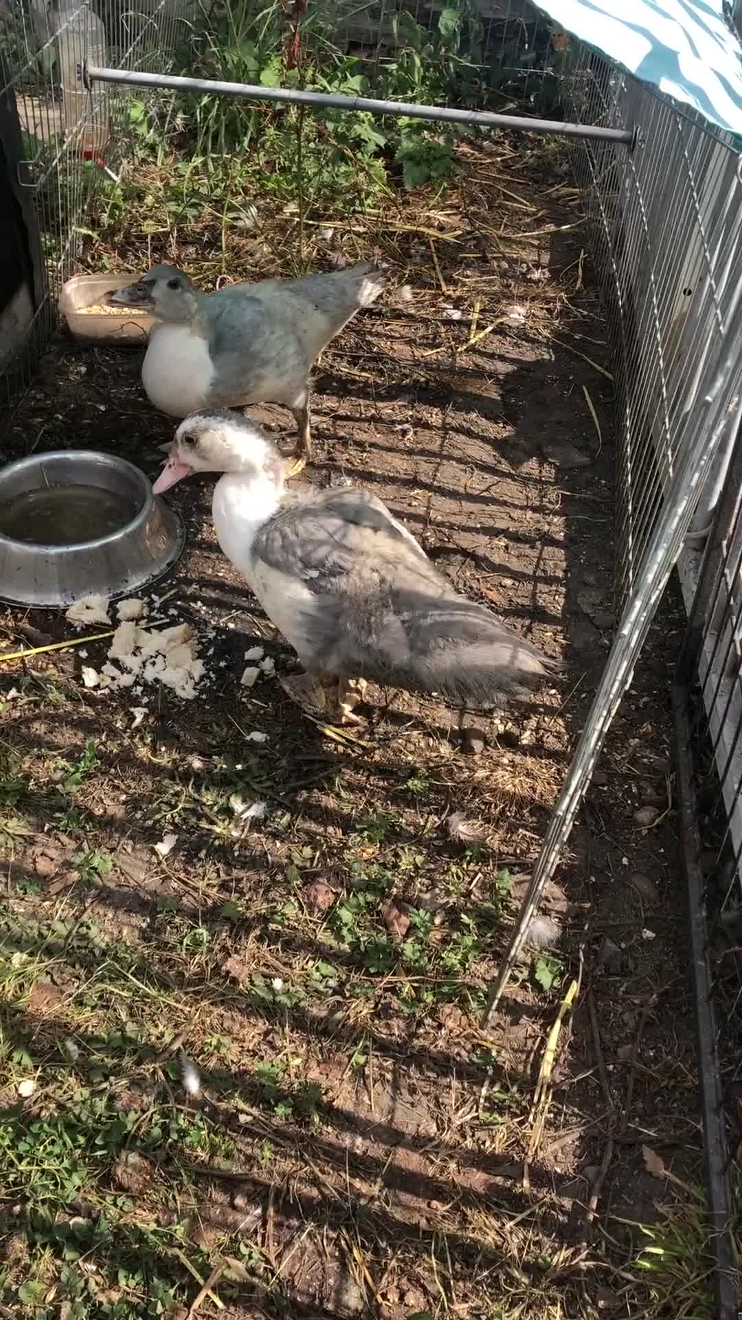 Ducks poultry for sale: Muscovy ducklings  - Video 3