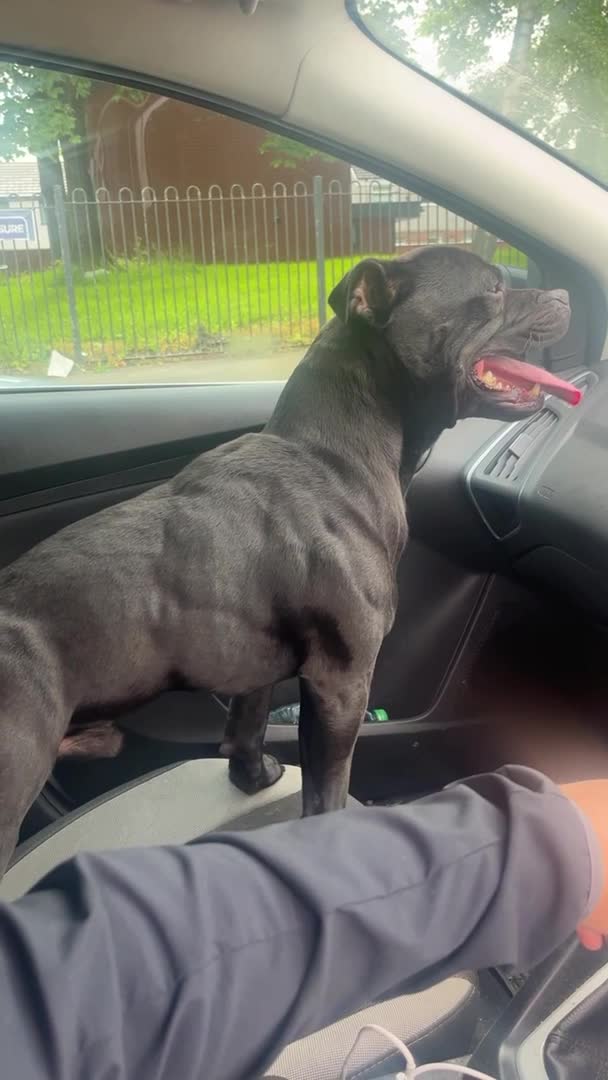 Staffordshire Bull Terrier dogs for stud: *ULTIMATE STUD PACKAGE DEAL* KASSIUS BEST UK BLACK in Manchester - Video 1
