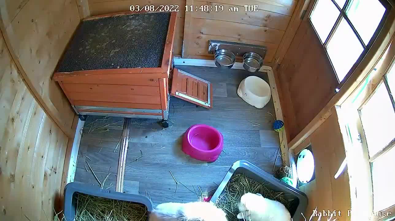 English Lop rabbits for sale: Two mini lop rabbits  - Video 4