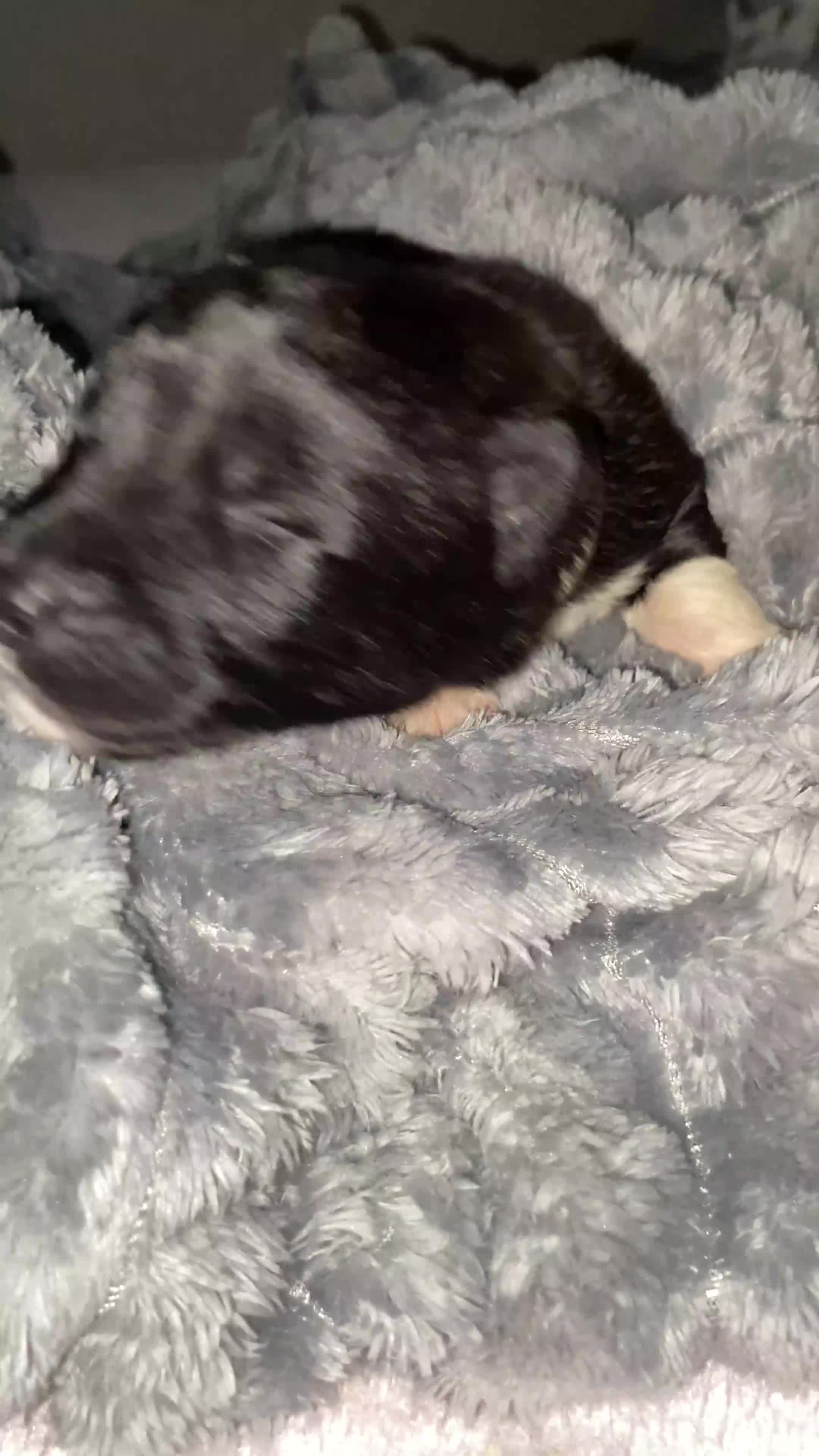 Akita dogs for sale: Beautiful American Akita Puppies  - Video 1