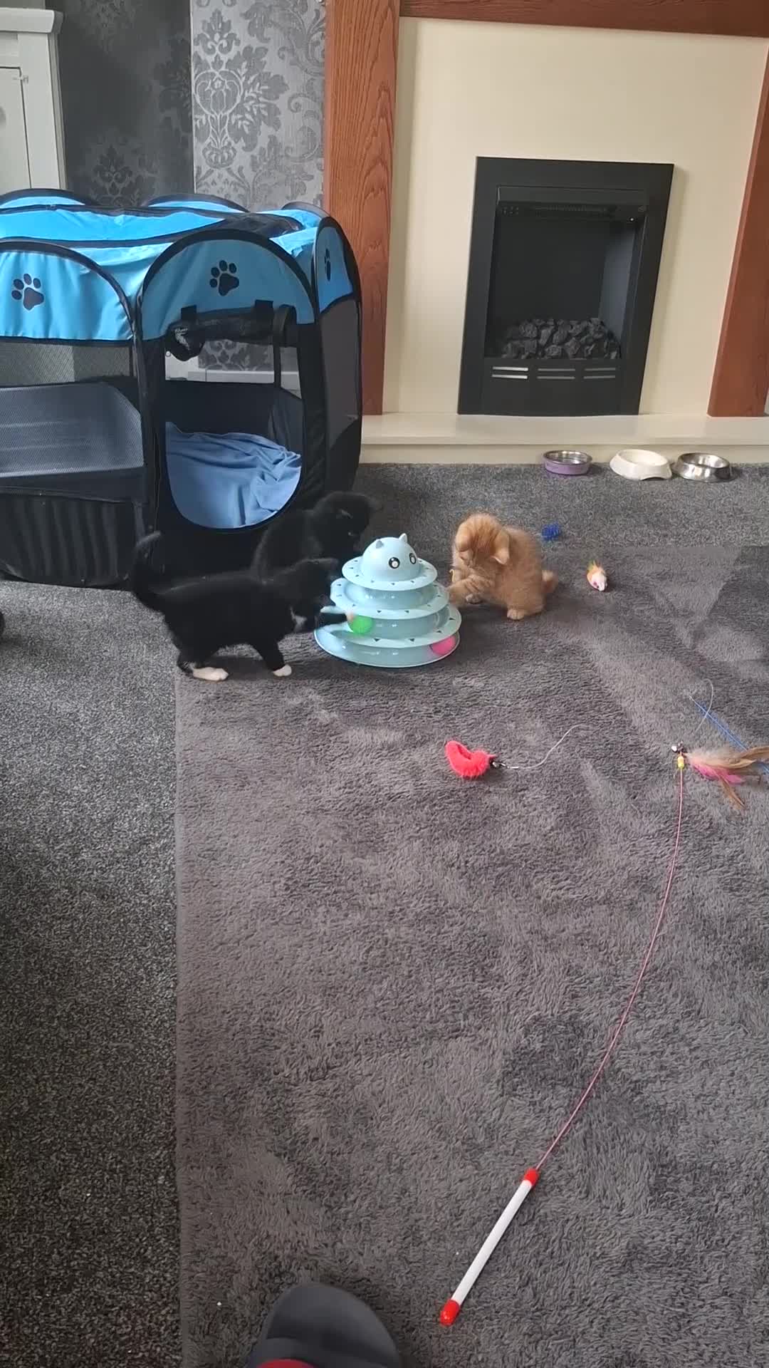 Mixed Breed cats for sale: 3 adorable male kittens  - Video 1