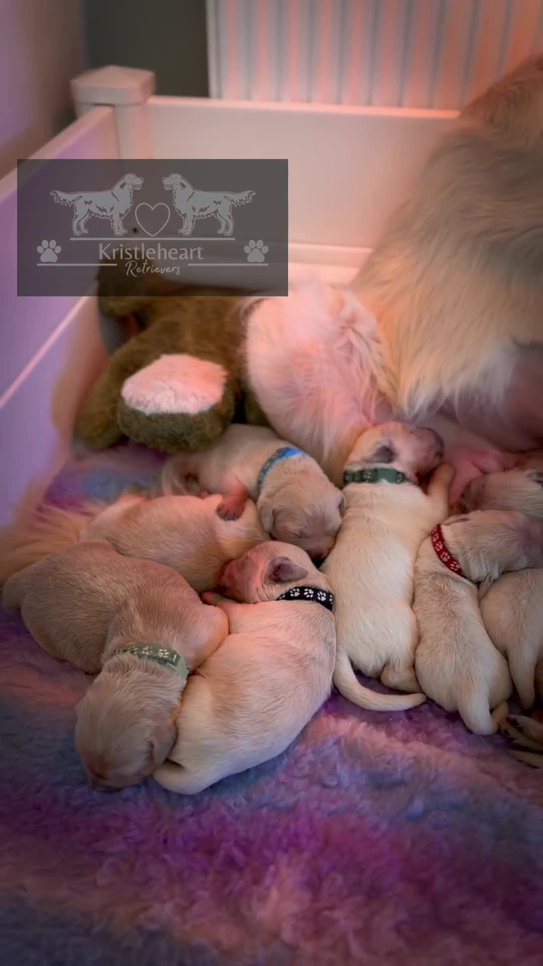 Golden Retriever dogs for sale: KC HEALTH TESTED PUPS *1 boy remaining* - Video 2